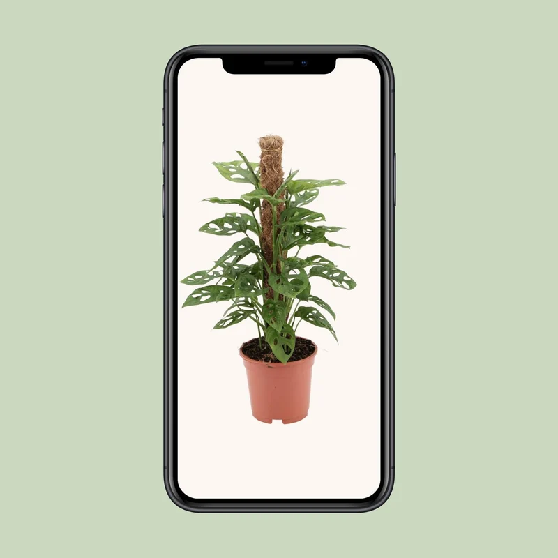 Monstera Monkey (Swiss Cheese Plant) ↑ 60 cm