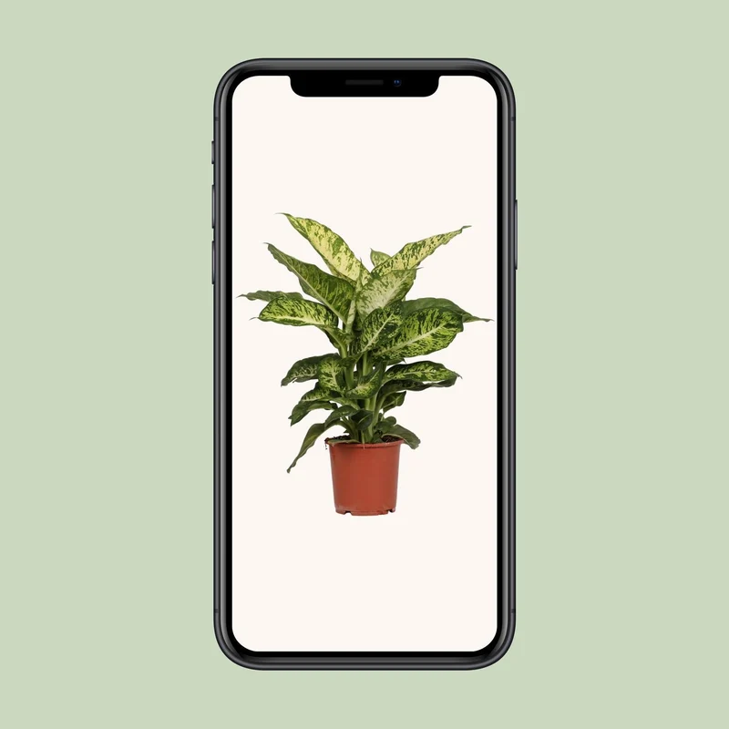 Dieffenbachia Mars (Dumb Cane) ↑ 50 cm