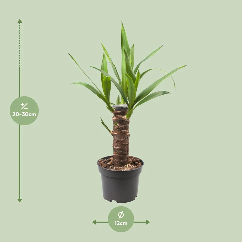 Yucca Elephantipes (Palm Lily) ↑ 40 cm