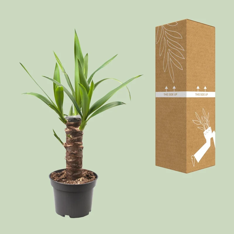 Yucca Elephantipes (Palm Lily) ↑ 40 cm