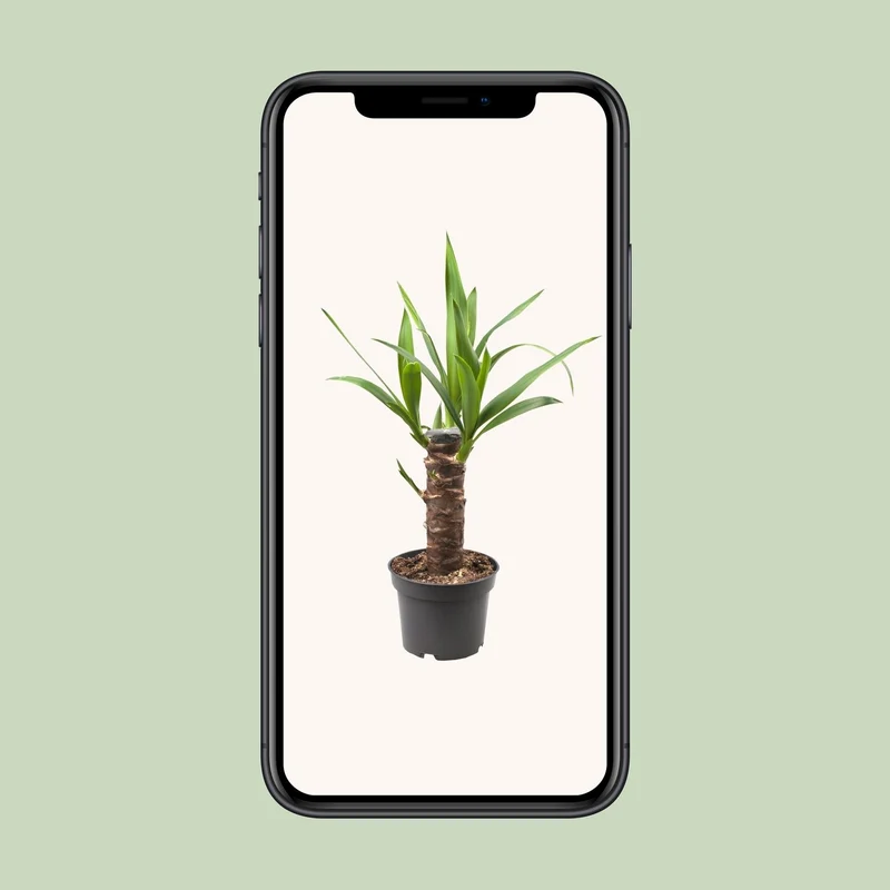 Yucca Elephantipes (Palm Lily) ↑ 40 cm