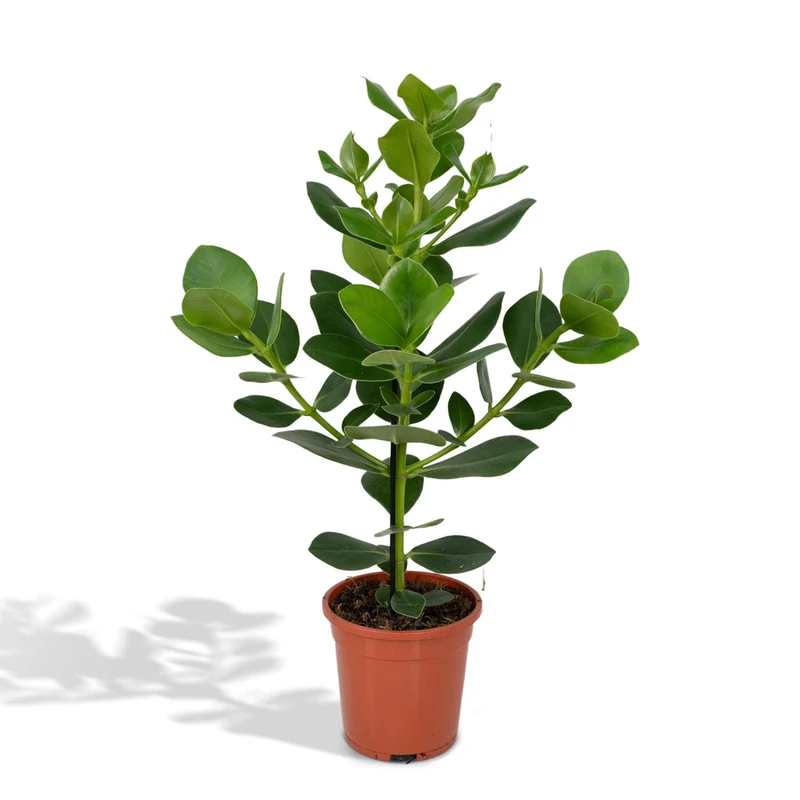 Clusia Rosea Princess (Autograph Tree) ↑ 60 cm