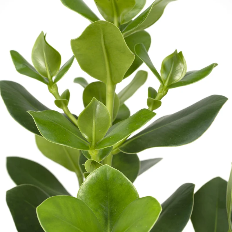 Clusia Rosea Princess (Autograph Tree) ↑ 60 cm