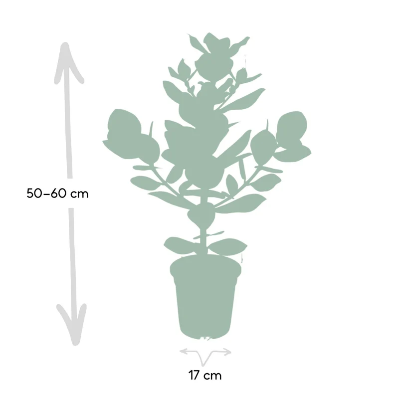 Clusia Rosea Princess (Autograph Tree) ↑ 60 cm