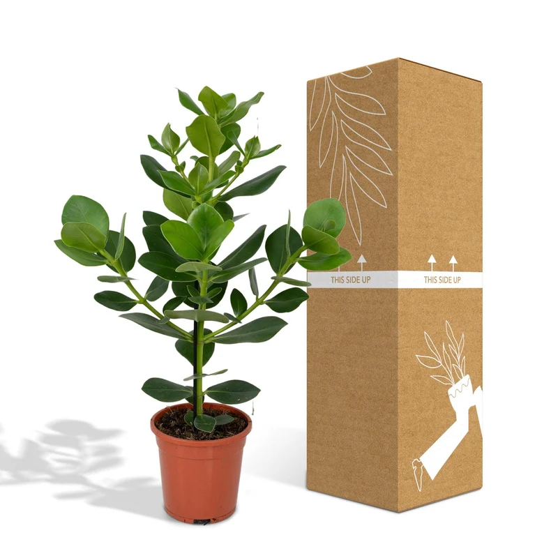 Clusia Rosea Princess (Autograph Tree) ↑ 60 cm
