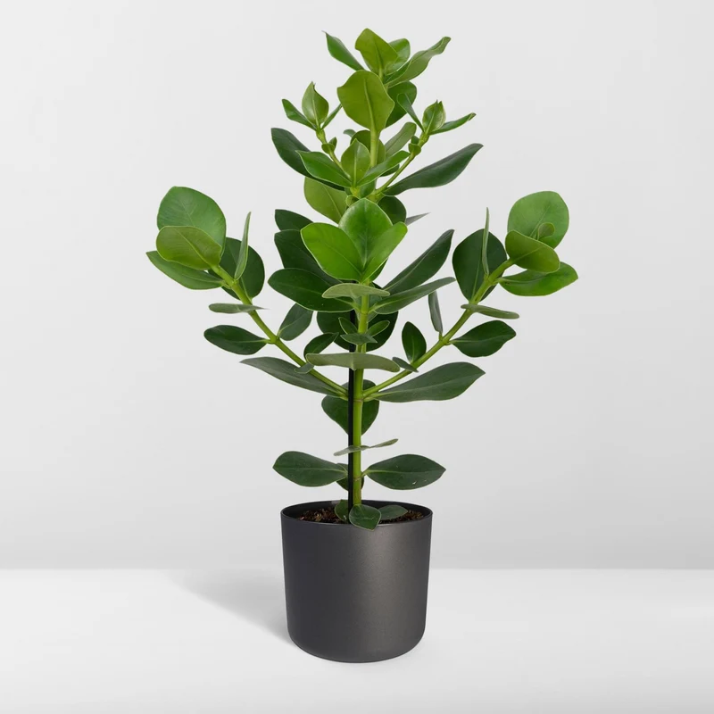 Clusia Rosea Princess (Autograph Tree) ↑ 60 cm