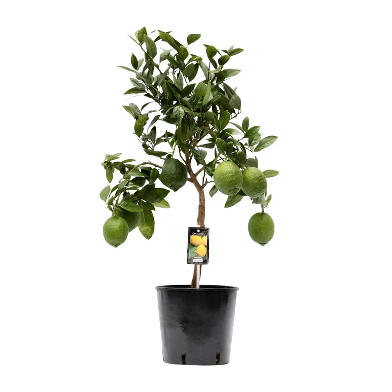 Citrus Lemon (Lemon Tree) ↑ 80 cm