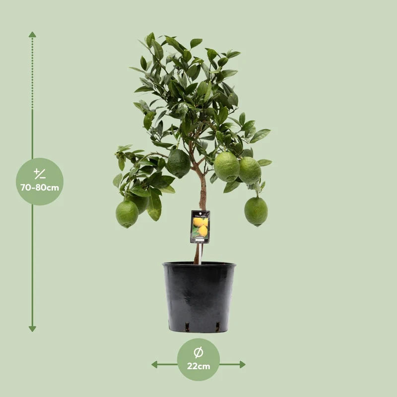 Citrus Lemon (Lemon Tree) ↑ 80 cm