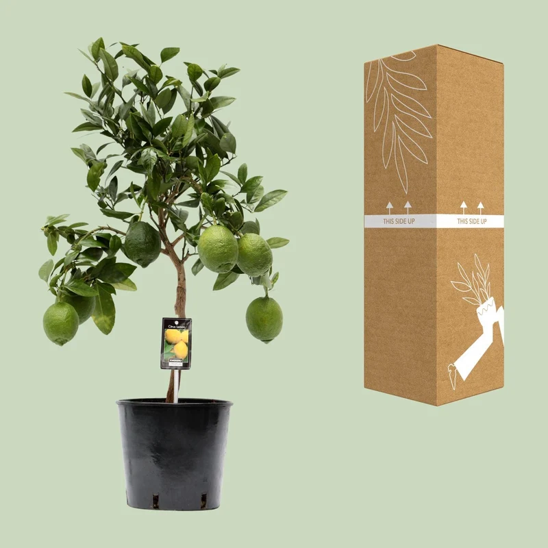 Citrus Lemon (Lemon Tree) ↑ 80 cm