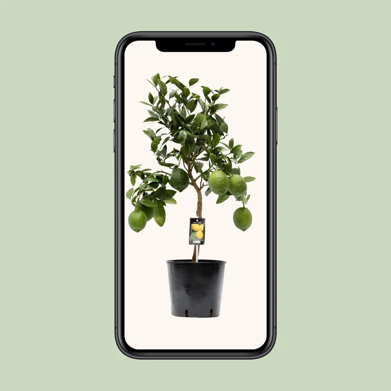 Citrus Lemon (Lemon Tree) ↑ 80 cm
