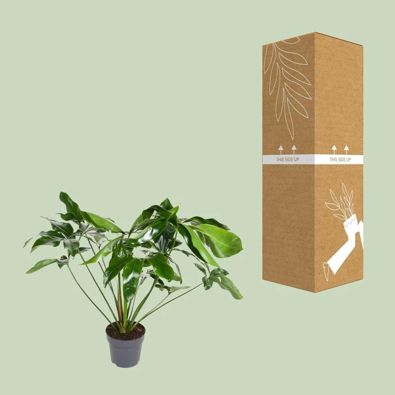 Philodendron Green Wonder (Hanging Plant) ↑ 100 cm