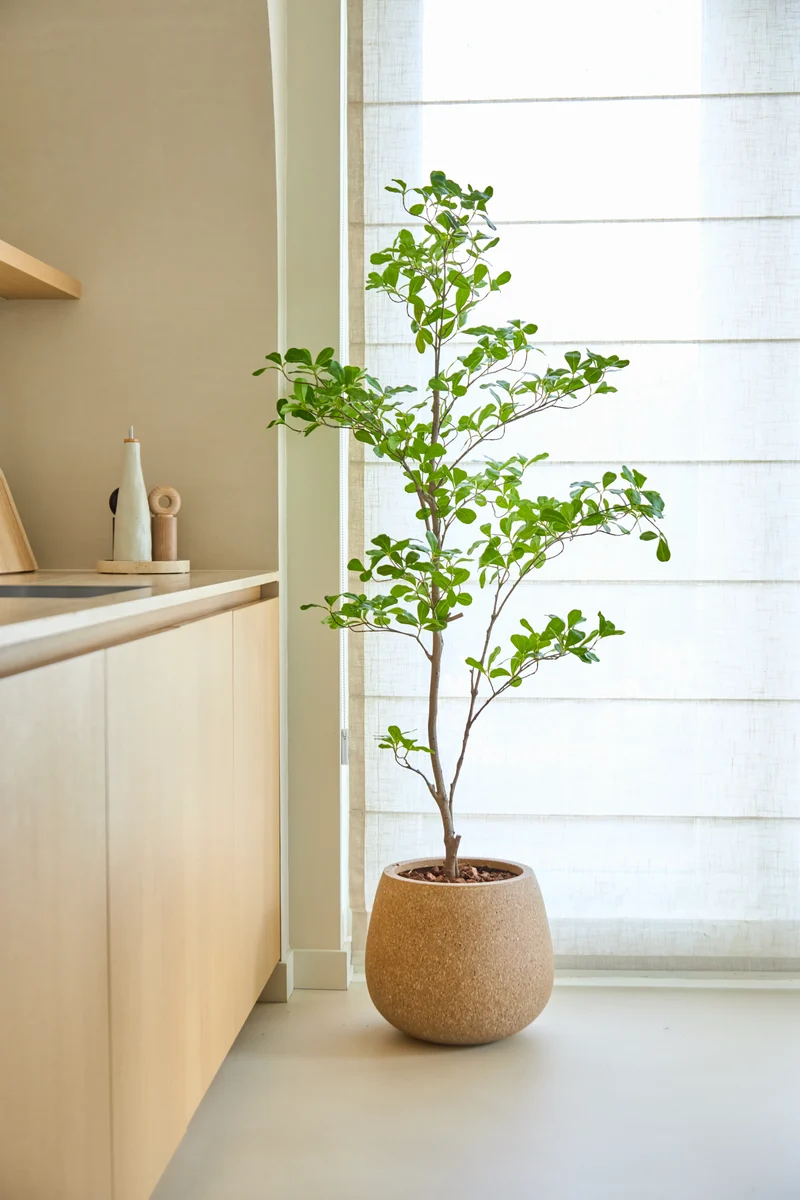 Kunstplant Terminalia Catappa 150 cm