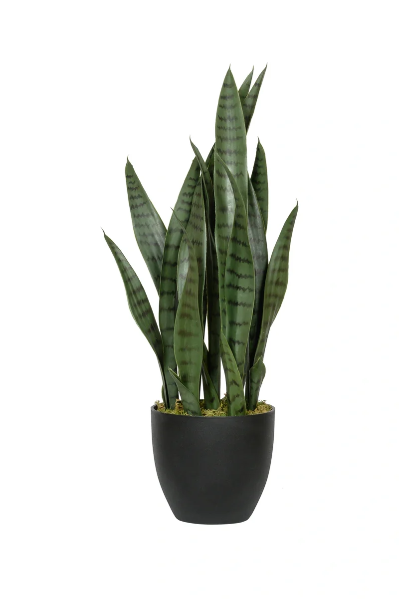 Sansevieria künstlich, H: 70cm