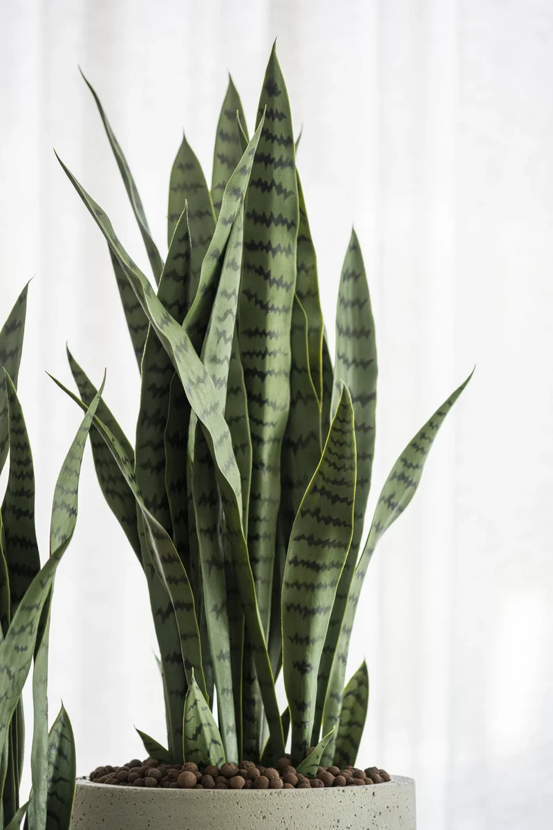 Sansevieria künstlich, H: 70cm