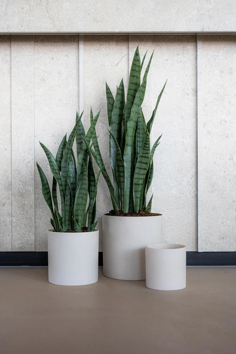 Sansevieria künstlich, H: 70cm