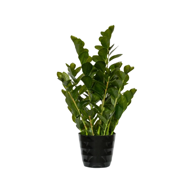 Zamioculcas künstlich, H: 90cm