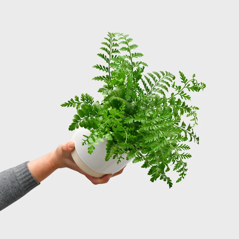Asplenium Parvati No.12