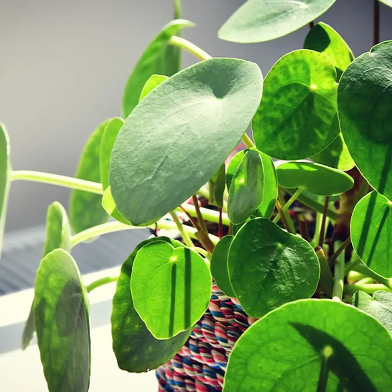 Pilea