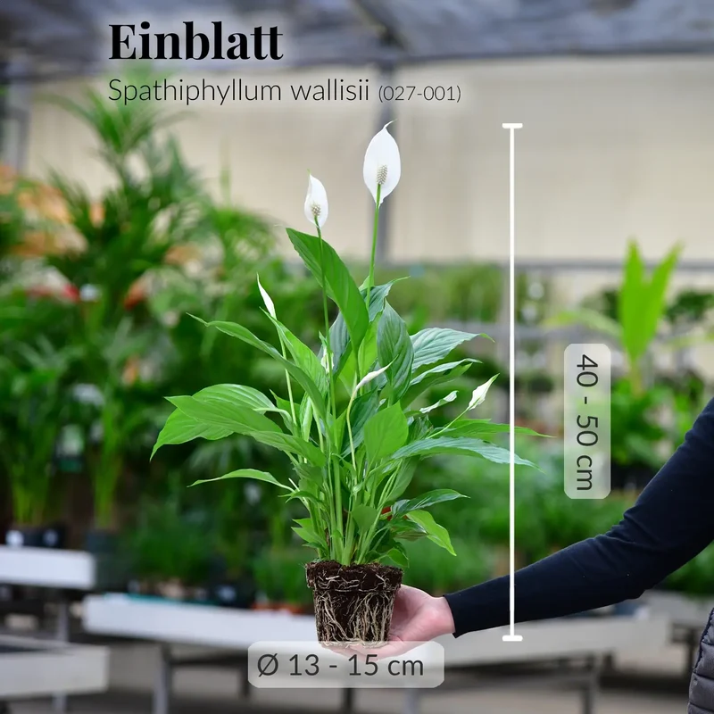 Einblatt No.14