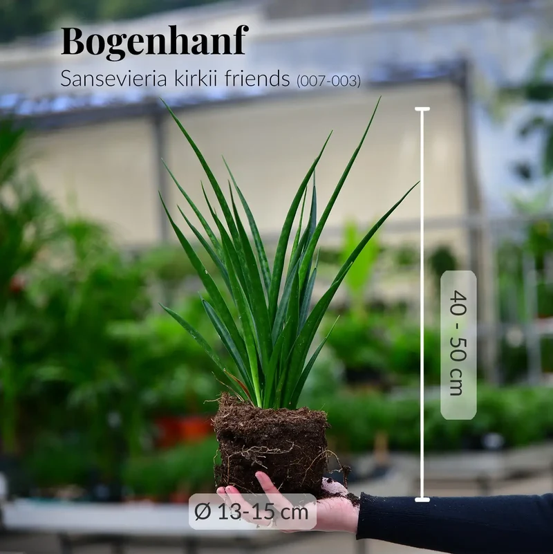 Sansevieria kirkii friends