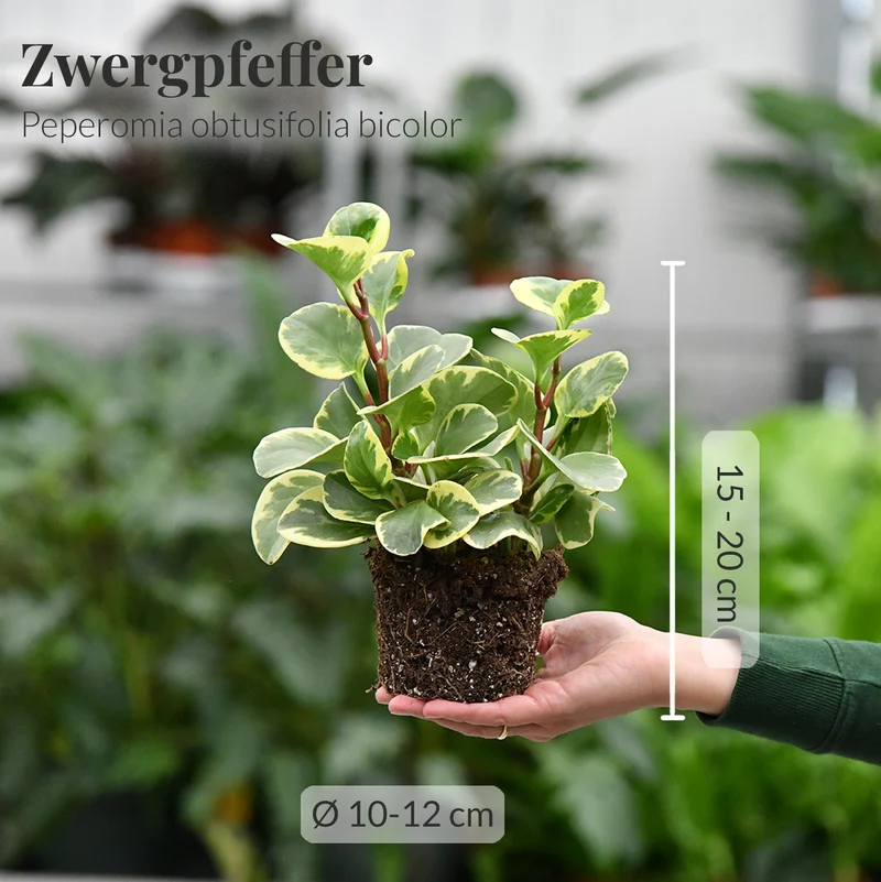 Zweifarbiger Zwergpfeffer