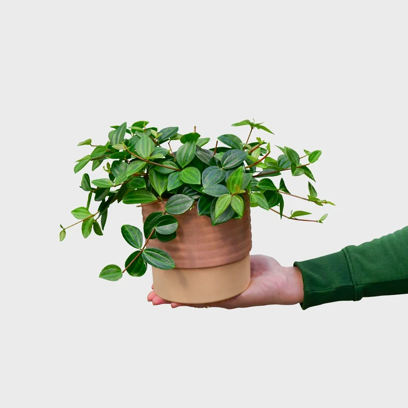 Peperomia Rocca Verde