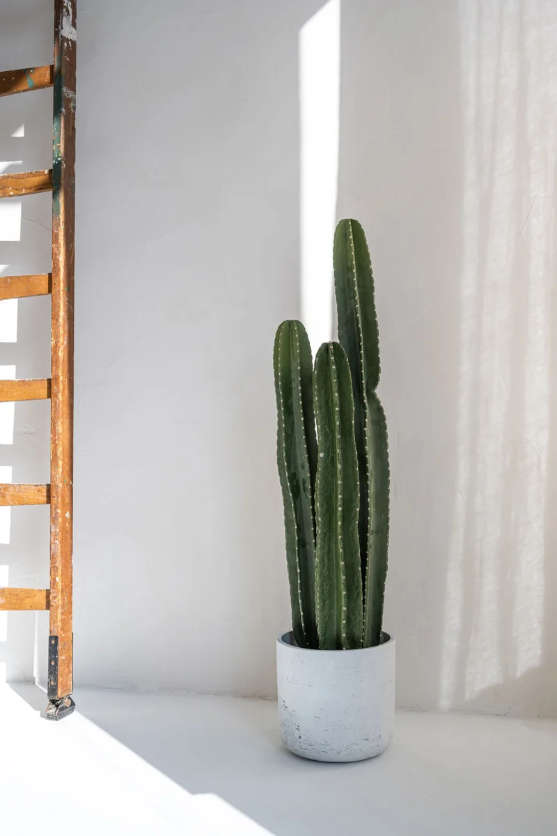 Kaktus San Pedro künstlich, H: 100cm