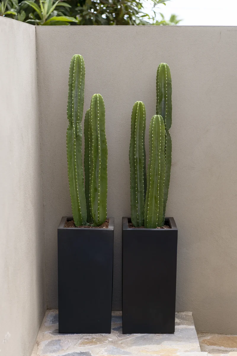Kaktus San Pedro künstlich, H: 100cm