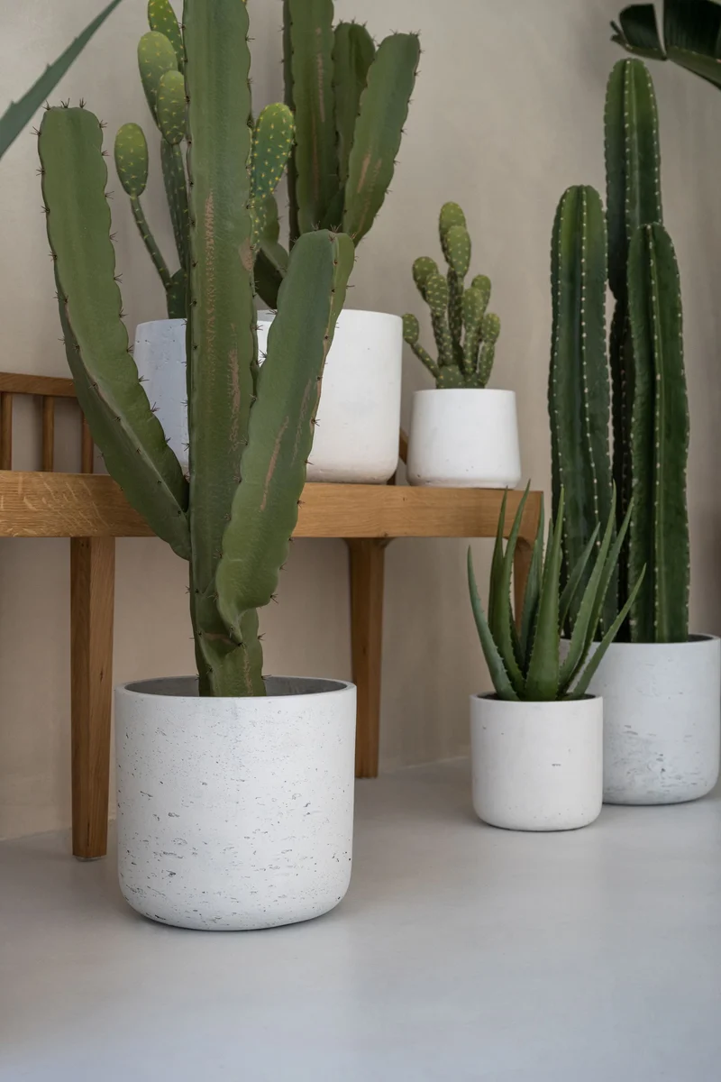 Kaktus Cereus künstlich, H: 55cm
