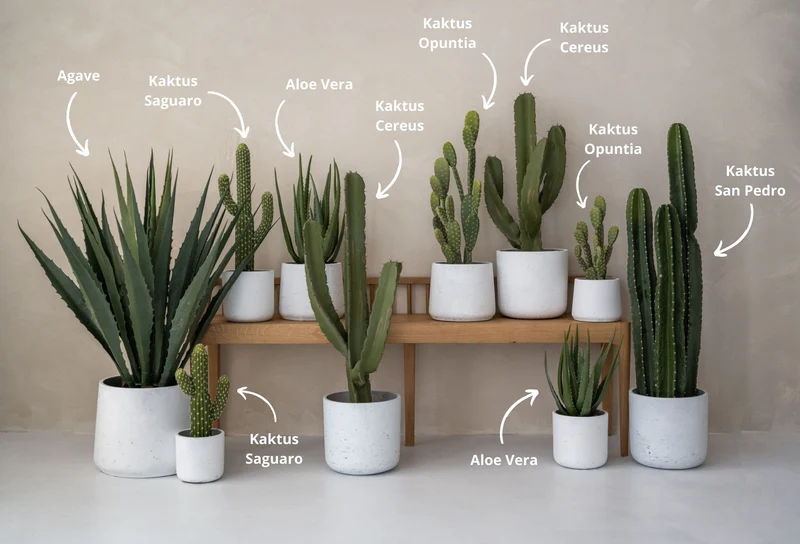Kaktus Cereus künstlich, H: 55cm