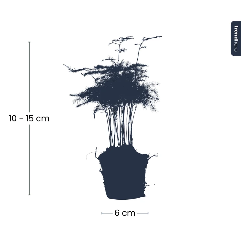 Asparagus - Potsize 6 cm - 15-20 cm high