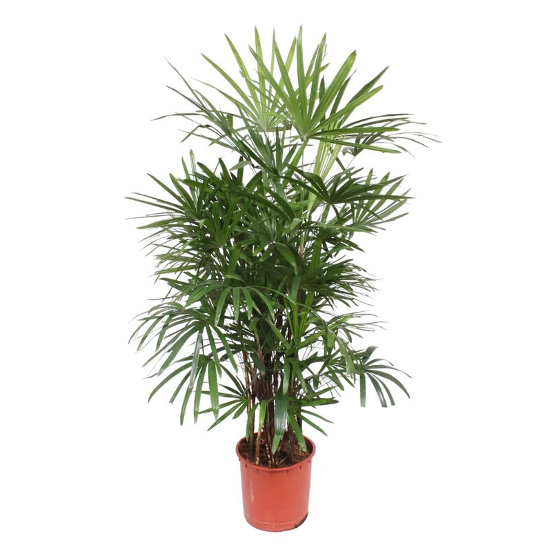 Rhapis Excelsa (Lady Palm) ↑ 190 cm