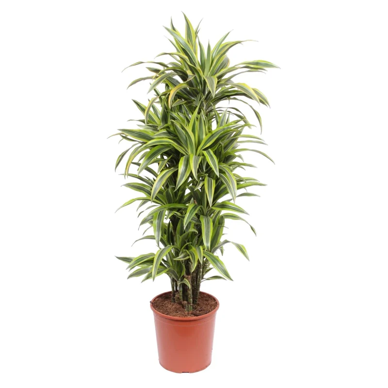 Dracaena Lemon Lime (Dragon Tree) ↑ 150 cm
