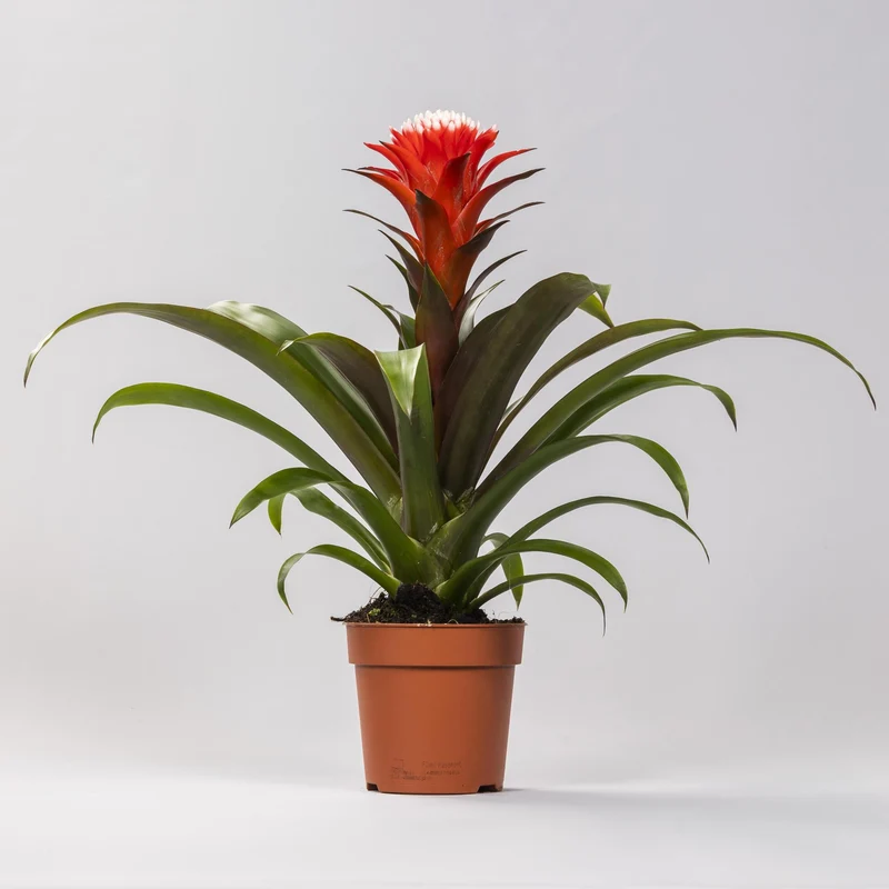 Guzmania Hope (Tube Plant) Bromeliad ↑ 40 cm