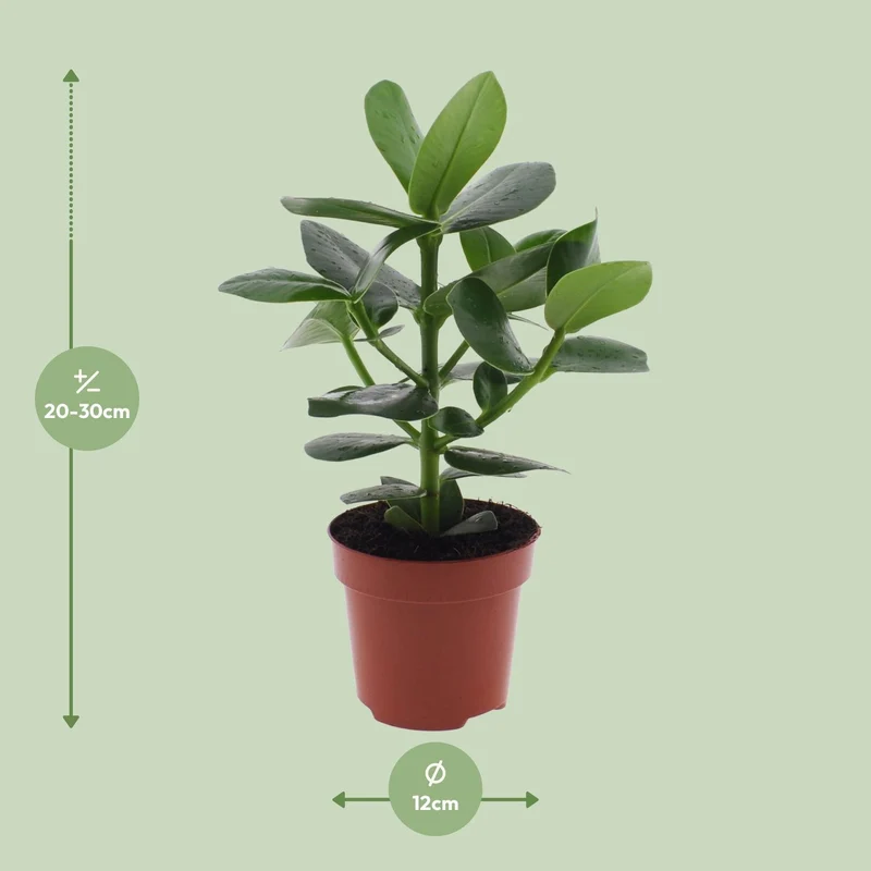 Clusia Rosea Princess (Pig Plant) ↑ 15 cm