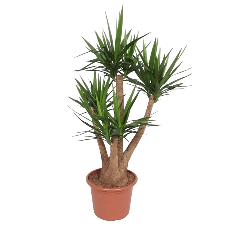 Yucca Elephantipes (Yucca) ↑ 170cm