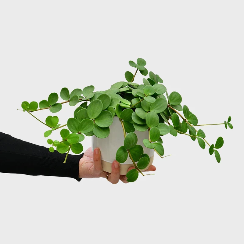 Peperomia Hope