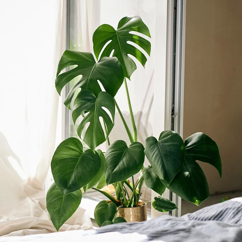 SPECIAL OFFER Monstera No.14
