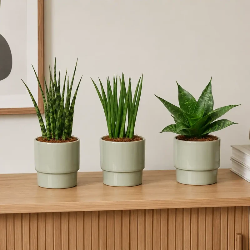 Babypflanzen Trio Badezimmer Sukkulenten