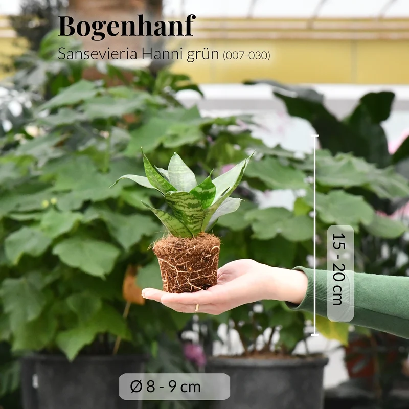 Babypflanze Sansevieria Hanni Grün