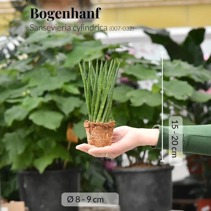 Babypflanzen Trio Badezimmer Sukkulenten
