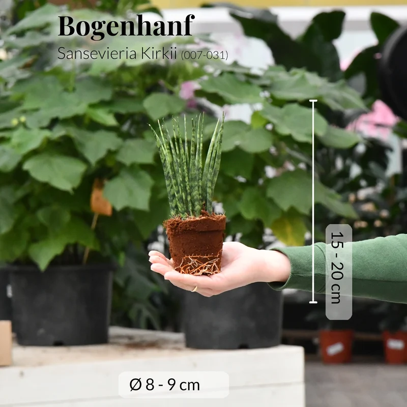 Babypflanzen Trio Badezimmer Sukkulenten