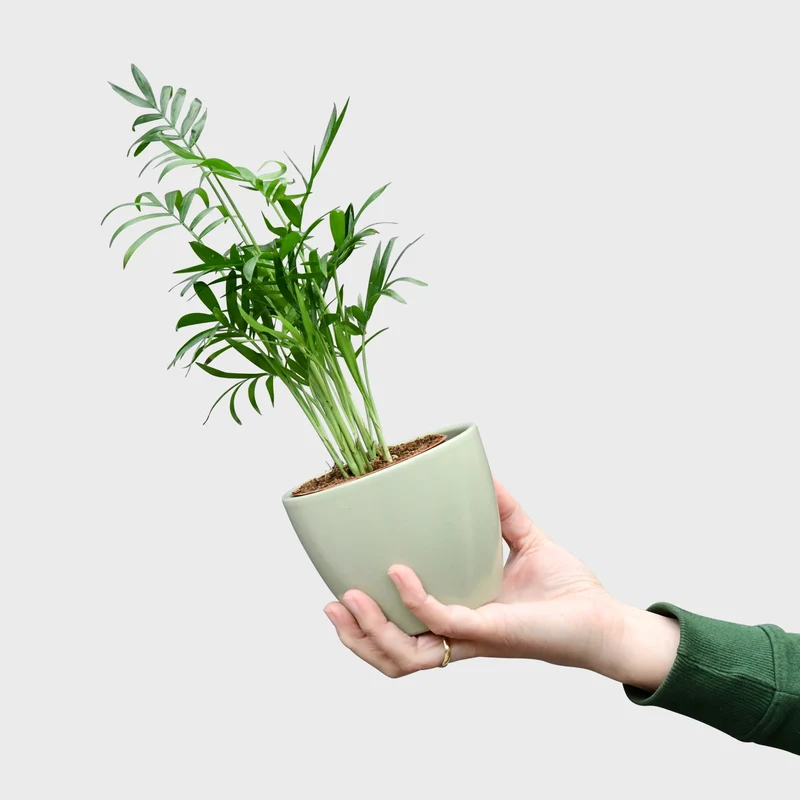 Babypflanze Bergpalme