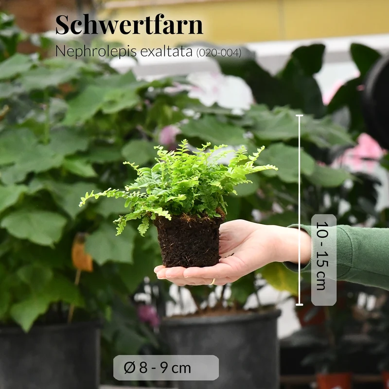 Babypflanze Schwertfarn