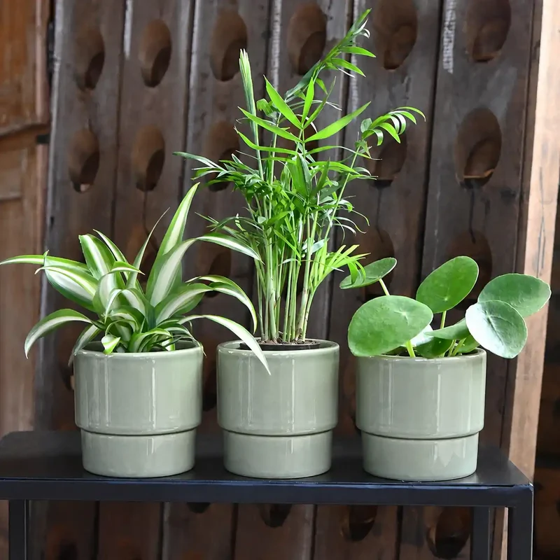 Babypflanzen Trio Tierfreundlich