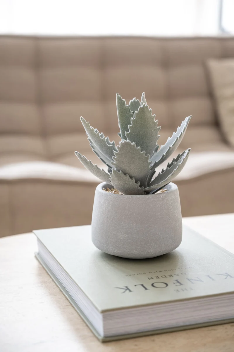Echeveria künstlich im Zementtopf