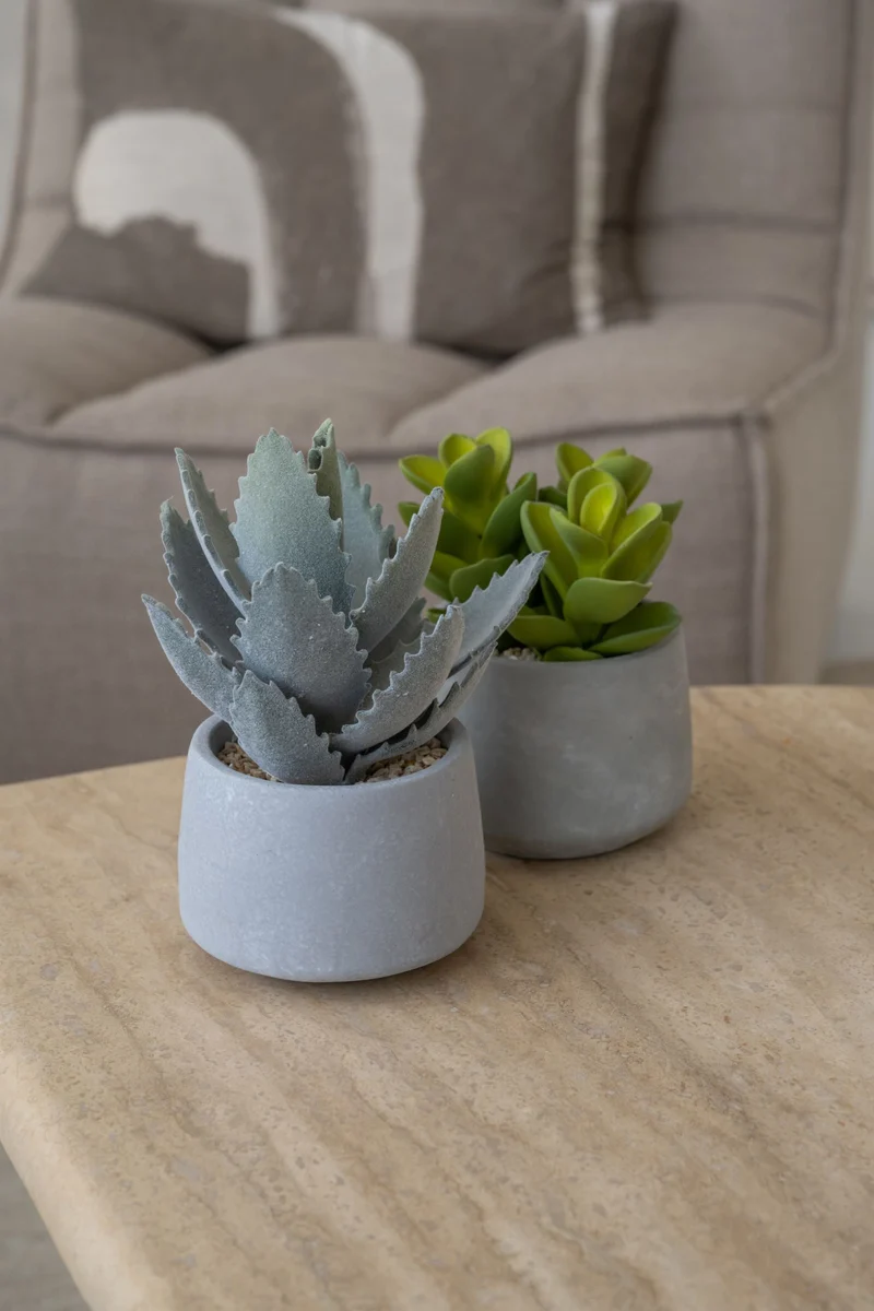 Echeveria künstlich im Zementtopf