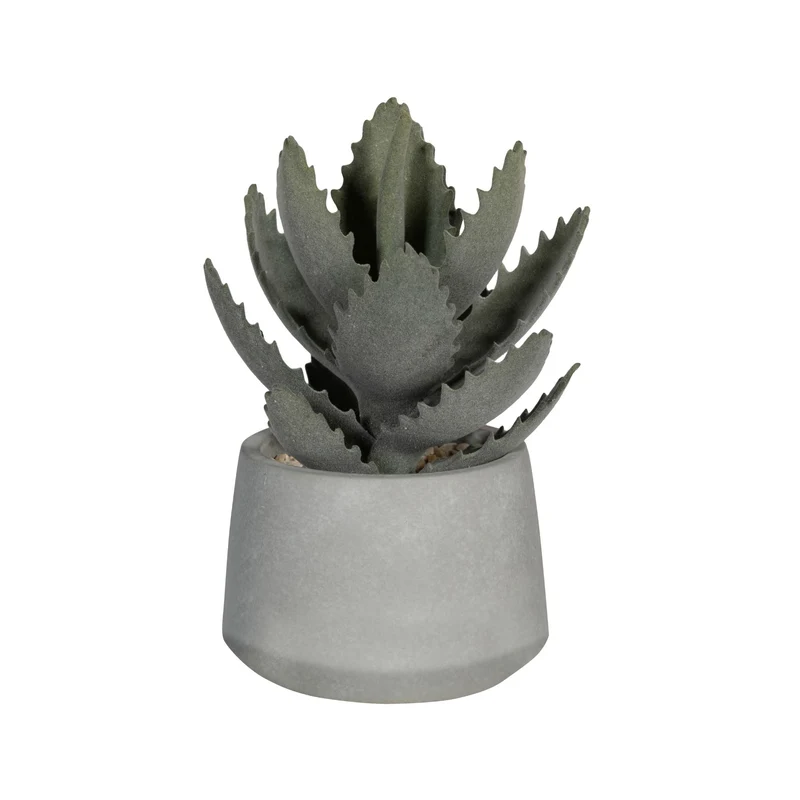 Echeveria künstlich im Zementtopf