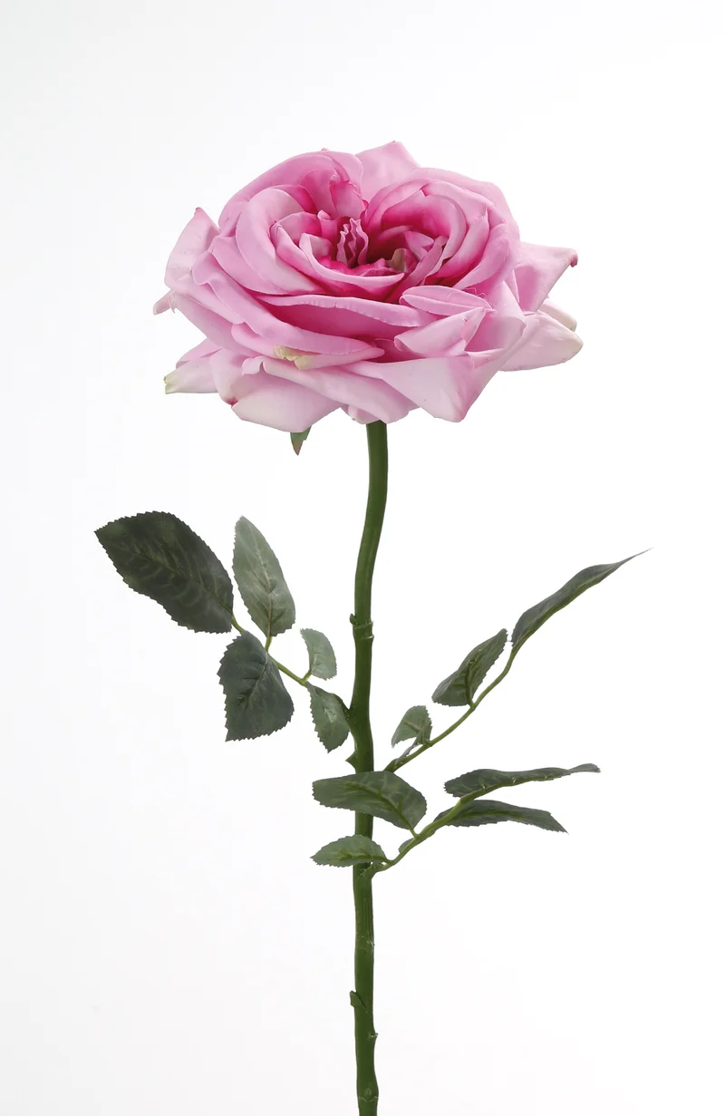 Rose „Gina“