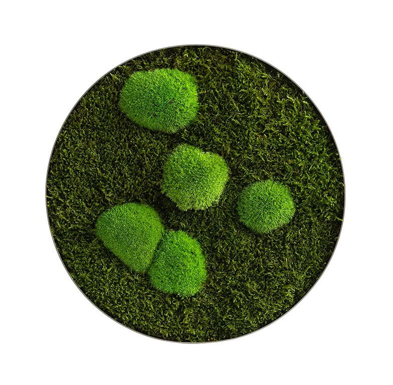 Moosbild ELLIPSOID Wald- und Ballenmoos
